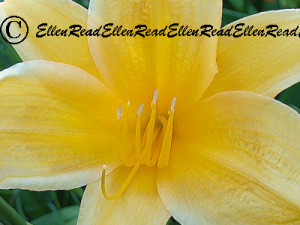 Yellow Lily 2