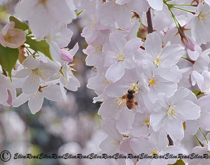 Bee on Cherry Blossom