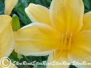 Lily Yellow