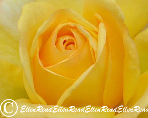 Rose Yellow