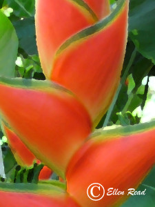 Helaconia Orange Beauty 1